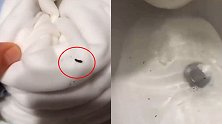 知名品牌的婴儿睡袋沾满不知名小虫？芝麻大小的黑虫不停蠕动