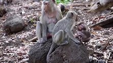 小猴子卓别林从岩石上面摔下来，猴妈妈看到可心疼！