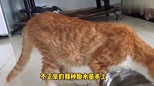 绝症小猫病情好转，马上开始搞事情，女主人：不能太乐观