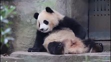 熊猫宝宝呆呆的做在门口，是在等奶爸接你回家吗