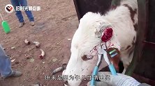 为什么牛要剪掉牛角，看得人身躯一震，镜头记录全过程