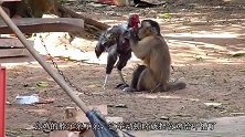 狗狗和猴子打架，猴子尽出下三滥的招式，场面让人哭笑不得