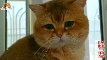 主人给胖公猫喂营养品，猫女儿急忙叫停，亲爸呀，你脑袋都补肿了