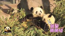 熊猫梦梦开心当吃货，熊孩子在一旁模仿得有模有样，背影超萌的