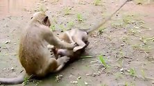 趁猴妈不在，把猴宝按住欺负