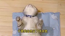 我怀疑我的猫是人变的，好好的床不睡，非要睡地板上，原来是嫌热