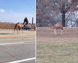 美国一骆驼从农业中心逃跑 闲逛24小时后被抓回