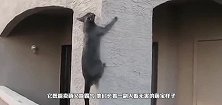 家猫出门遇3仇家伏击，风骚走位连过三猫，一波操作看懵众猫