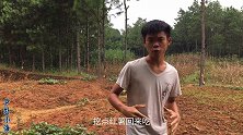 红薯地突然传来异响，小海以为有人偷红薯，赶紧追过去看看咋回事