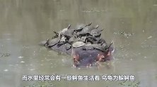 乌龟为躲鳄鱼，竟爬到河马背上？河马的反应我能笑一年！