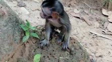 小猴丹妮拉被大猴袭击受伤，又冷又饿，伤害无处不在啊！