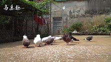 农村养鸽人，养了一群鸽子，就像养了一群“走地鸡”！