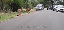 狮群正在路边闲逛，突然跑来一只想不开的鹿，狮子：天上掉馅饼啊