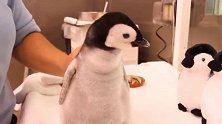 小企鹅肚子饿了,向词养员要东西吃,太可爱了