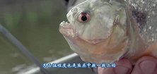 老外把食人鱼饿了十天后，放了一只电鳗进去，场面瞬间失控了