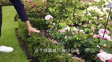 奥斯汀的玫瑰花，从三环开到一环