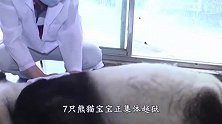 7只熊猫宝宝正集体越狱，突然谁大吼一声，下秒憋住别笑
