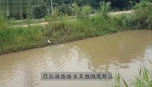 河中有异样，两只小狗狗下河追赶，原来是这家伙，太惊险了