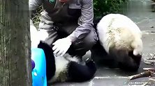 熊猫：奶爸，你一盆奶要端平啊，宠孩子一定要雨露均沾呀