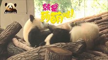 熊猫宝宝睡醒后开启撒娇模式，缠着妈妈喝neinei，梦梦：累