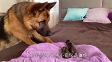 铲屎官带回来两只小奶猫，德牧看到后，反应要笑喷了