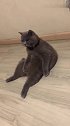 猫：好无聊，天天就只能这样躺着！