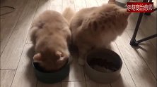 两位小猫埋头吃饭，吃完后同时抬头，面面相觑的样子好可爱！