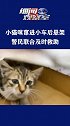 小猫咪蹿进小车后悬架，警民联合及时救助