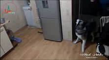好像安了风火轮！哈士奇紧追拿着零食的女主人不放