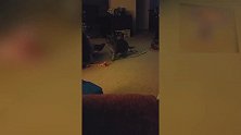 好皮的小奶猫咪啊，看这活泼好动的样子，真是可爱呢！