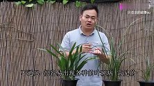 兰花叶片有斑点，不能忽视喷点它，新芽健康生长