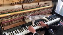 一脸呆萌的猫咪：你弹的是催眠曲吗，越弹越困