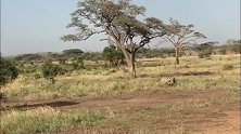 雌狮低调靠近斑马，看准时机猛的一扑咬住喉咙，斑马无奈只能等死