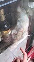 猫：买酱油吗买一送一！