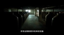酒厂探秘：从杂粮酒到五粮液