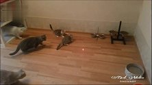 一支“激光笔”把家里10只猫都弄“疯了”，满屋子追着跑