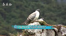 生活在雪山上的野鸽子，这是传说中的岩鸽吗？