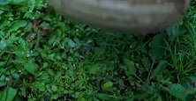 野果就是野草莓，李子柒摘了这么多覆盆子，小时候经常见但没敢吃