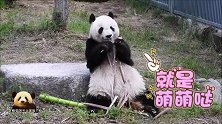 熊猫旦旦一脸满足地吃着竹笋，把肚皮当成小饭桌，可爱得不像话