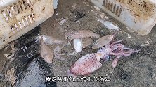 渔民出海第8天，捕获大鳝鱼和手脖子一般粗，鱼价狂跌能赚多少钱