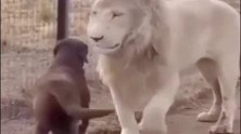 讲究礼节的狮子，吃饭之前先闻闻味道，幸好狗子跑得快
