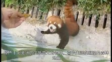 递给小浣熊一片树叶，简直要把人给萌哭了，像是在要抱抱一样
