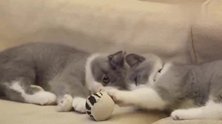 两年前萌出血的小奶猫，两年后成这样