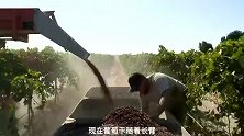 揭秘葡萄干工厂，良心企业，居然在出售前进行清洗