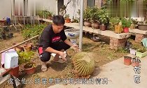 10年的仙人球,一个小失误,烂了个大窟窿