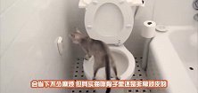 橘猫和黑猫同时翻墙动作完美同步，网友：这该死的默契