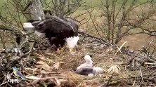 大雨停了，鹰妈连忙给幼崽们喂食晚餐