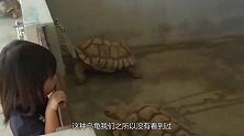 电钻都难以攻克的乌龟壳，在自然界只有一种天敌，你知道是什么吗