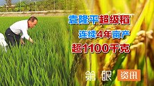 袁隆平超级稻连续4年亩产超1100千克，禾下乘凉梦再近一步！