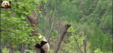 神树坪基地的3只熊猫宝宝，一熊占一树，悠闲自在好惬意